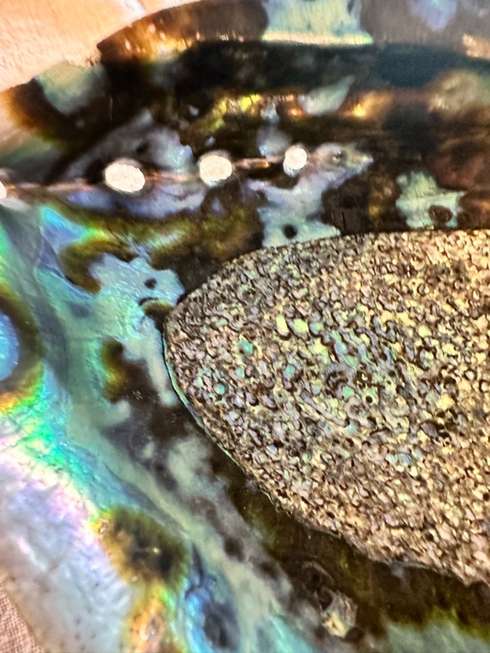 Abalone Shell 7” x 5.5” wide 2.5@ tall sitting flat unpolished exterior coastal - Picture 4 of 8